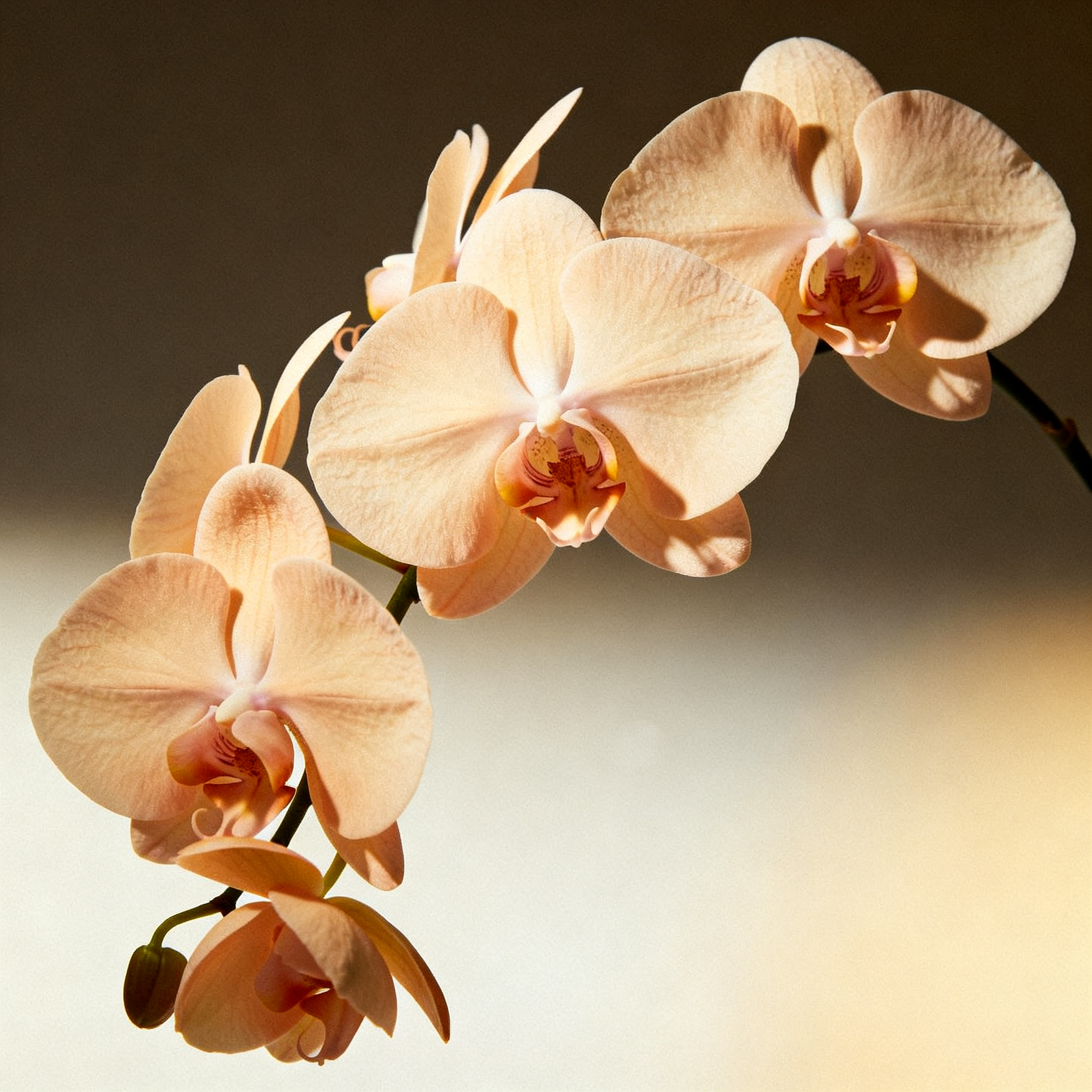 Dynamic of inspiration and tenderness between two partners