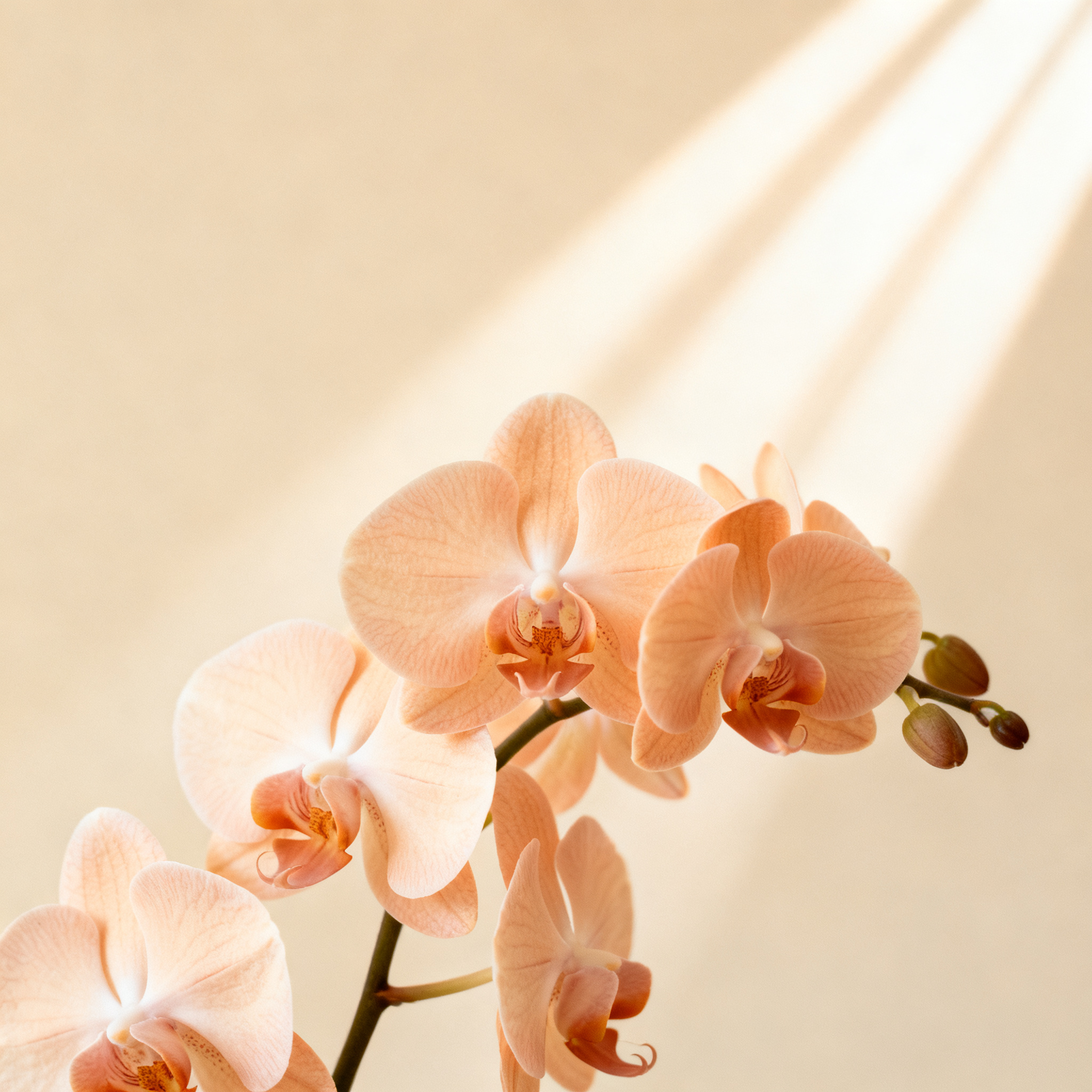 Sorting love notes by clear emotional intent